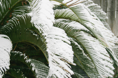 Exotische Pflanzen Im Heimischen Garten Platinnetz