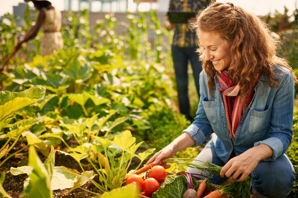 Frau erntet Gemüse im Garten